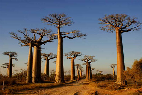 Madagascar
