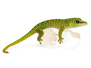 Gecko de Madagascar © Eric Isselée