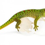 Gecko-de-Madagascar-©-Eric-Isselée