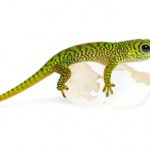 Gecko de Madagascar © Eric Isselée