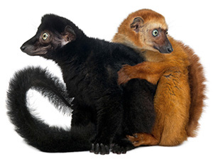 Lemur-aux-yeux-turquoises-©-Eric-Isselée