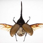 dynastes-hercules_Lres 550