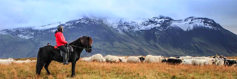 Schafabtrieb - Laufaleitir - Sheep roundup(1)