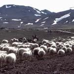 Schafabtrieb – Laufaleitir – Sheep roundup(3)