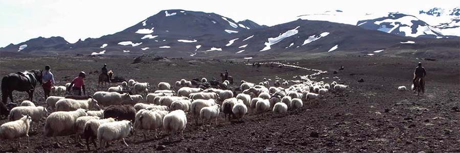 Schafabtrieb - Laufaleitir - Sheep roundup(3)