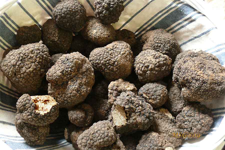 truffes de bourgogne