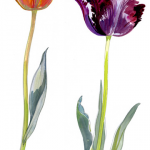 Fabrice Moireau aquarelle