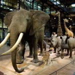 Grande-Galerie-de-l&rsquo;Evolution