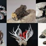 bestiaire