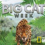 Big-Cat-Week