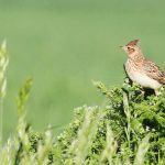 oiseaux