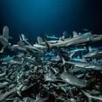 700-requins-dans-la-nuit