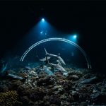 700-requins-dans-la-nuit-arche-sous-marine