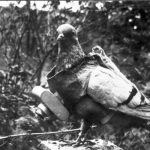 Premiere-Guerre-mondiale