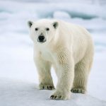 Sebastian-Copeland