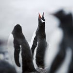 Sebastian-Copeland-2018