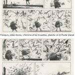 Franquin-2018