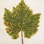 Vik-Muniz-Chardonnay-Leaf