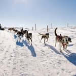 Balade en chiens de traîneaux sur le plateau du Guéry – massif du Sancy (63)