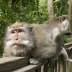 Bali foret es singes 4