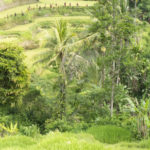 Bali riziere