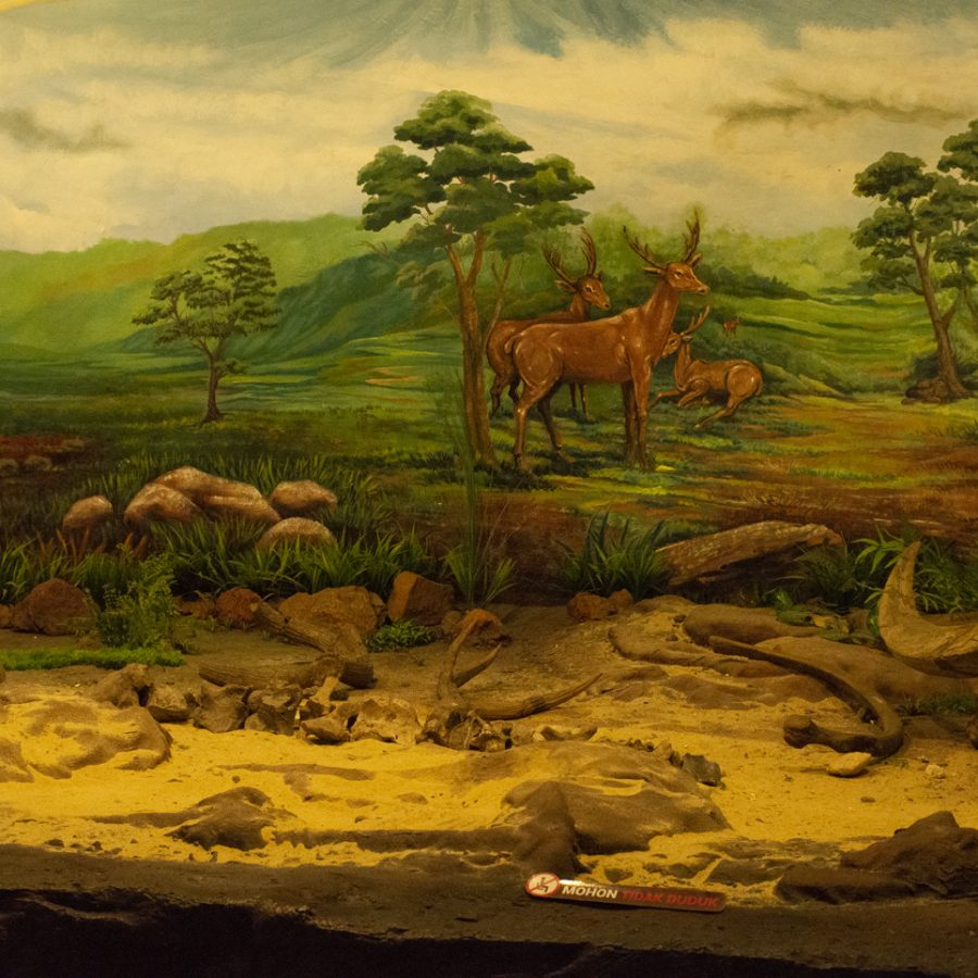 Sangiran 5 A la découverte de Java