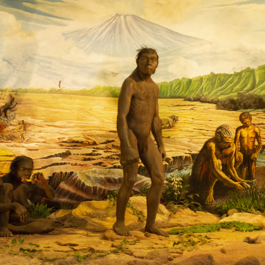 Sangiran 7 A la découverte de Java