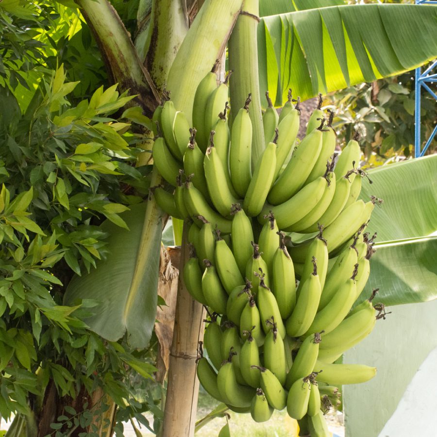 Semarang Banane A la découverte de Java