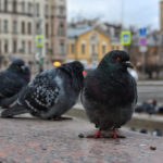 Photo by Anna Pavlikovskaya (2)