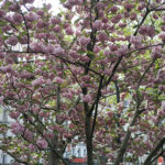 Paris 19 -2020 – Photo by Jean Marc Lebeaupin (53)