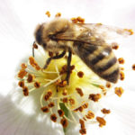 Abeille-affairee-à-sa-tache