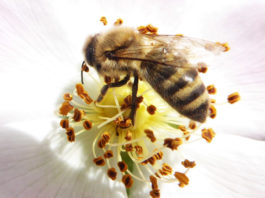 Abeille affairée à sa tâche