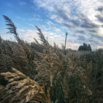Photo by Anna Pavlikovskaya (27)