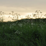 Photo Anna Pavlikovskaya – Walking boldly from the quarantine to the summer (7)