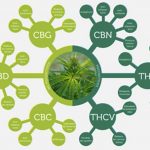 les-cannabinoides-et-le-cbd