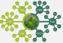 les cannabinoides et le cbd