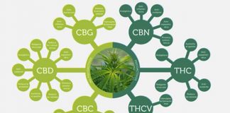 les cannabinoides et le cbd