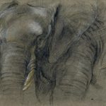 Éléphant du Congo vu de face
