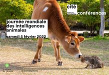 Journée mondiale des intelligences animales