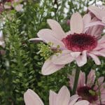 Aquarelle – Photo by Jean Marc Lebeaupin (10)