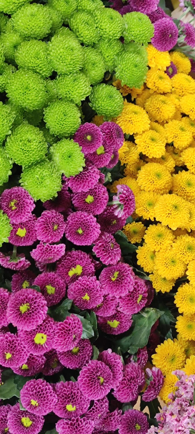 Aquarelle : Des fleurs à la maison !