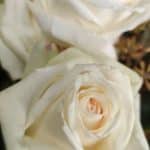 Aquarelle – Photo by Jean Marc Lebeaupin (22)