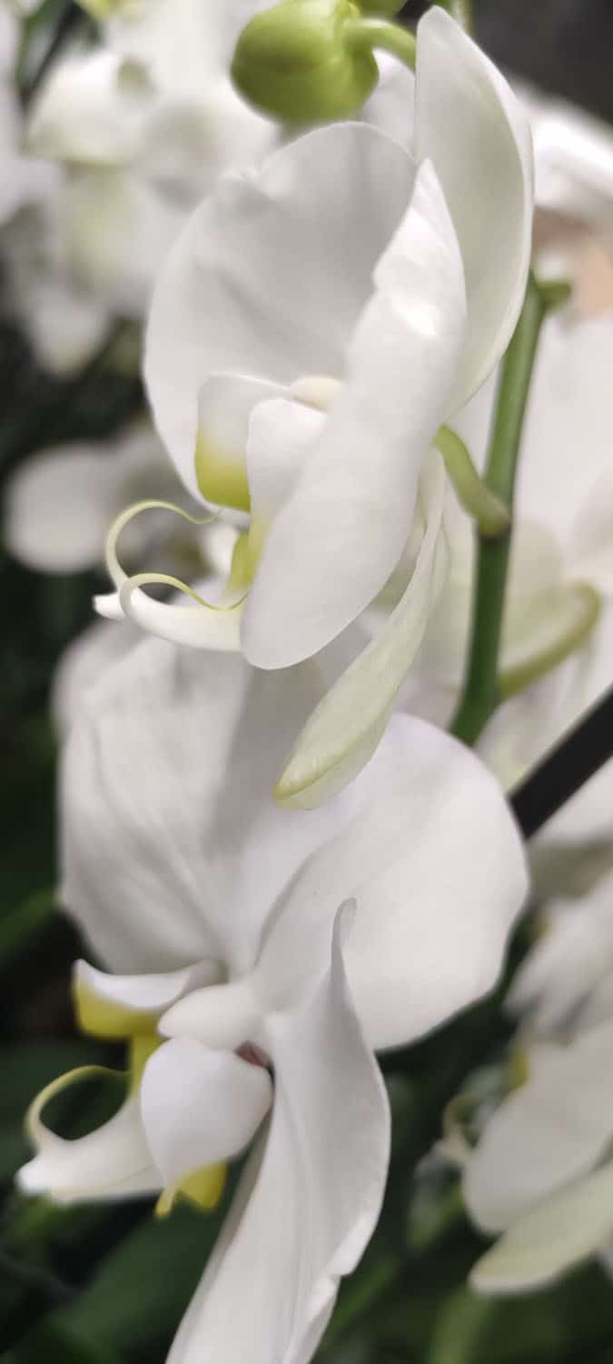 Aquarelle : Des fleurs à la maison !