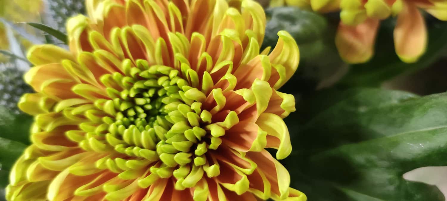 Aquarelle : Des fleurs à la maison !