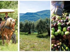 Les olives en Haute-Provence !