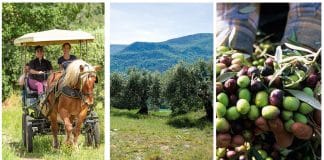 Les olives en Haute-Provence !