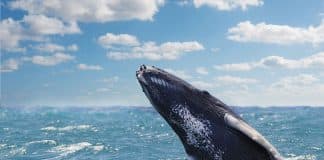 les baleines à bosse en République dominicaine avec Viva Resorts by Wyndham
