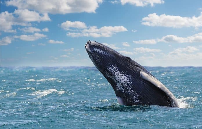 les baleines à bosse en République dominicaine avec Viva Resorts by Wyndham