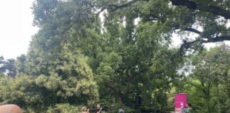 Discours d’Emily Loizeau lors de l’événement « Le Cri pour la Planète », organisé au Jardin d’Agronomie Tropicale le 14 juin 2025.