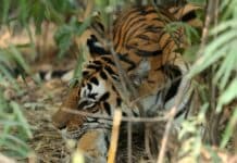 Voyage au Madhya Pradesh ! Madhya Pradesh Tourism